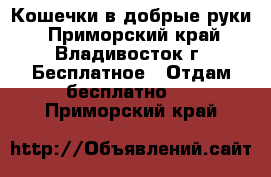 Кошечки в добрые руки - Приморский край, Владивосток г. Бесплатное » Отдам бесплатно   . Приморский край